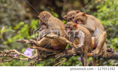 Macaques in nature. Macaques constitute a genus (Macaca) of gregarious monkeys. 127051392