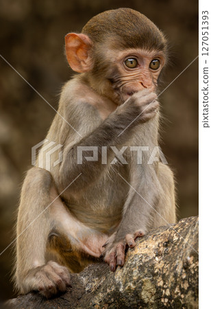 Macaques in nature. Macaques constitute a genus (Macaca) of gregarious monkeys. 127051393