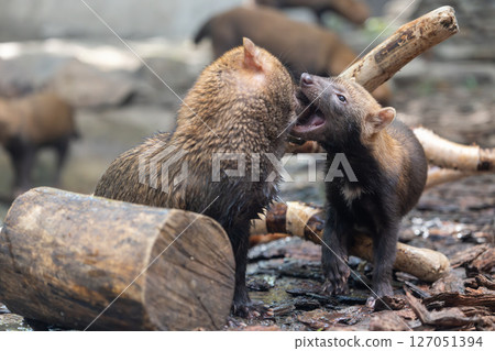 Bush dog (Speothos venaticus) in nature. Bush dogs are found from Panama in Central America, through much of South America. 127051394