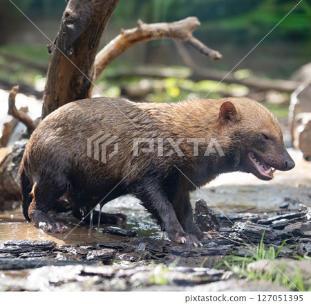 Bush dog (Speothos venaticus) in nature. Bush dogs are found from Panama in Central America, through much of South America. 127051395