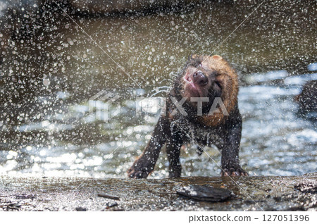 Bush dog (Speothos venaticus) in nature. Bush dogs are found from Panama in Central America, through much of South America. 127051396