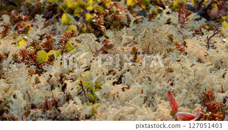 Arctic Tundra lichen moss close-up. Found primarily in areas of Arctic Tundra, alpine tundra, it is extremely cold-hardy. Cladonia rangiferina, also known as reindeer cup lichen. 127051403