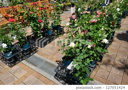 Potted roses for sale Potted roses for sale 127051424