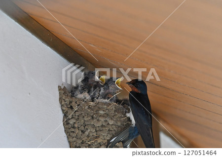 Swallow parent feeding its young Swallow parent feeding its young 127051464