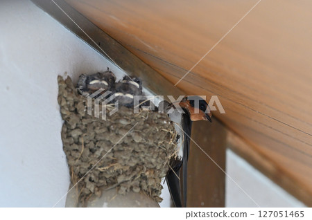 Swallow parent feeding its young Swallow parent feeding its young 127051465