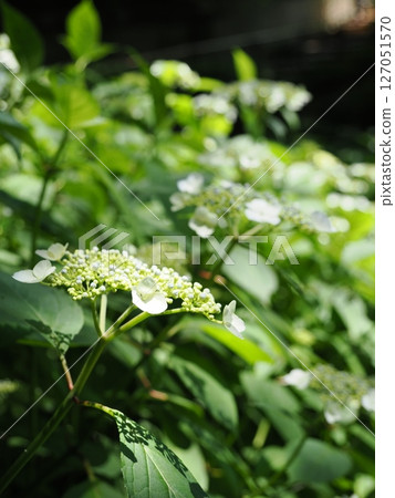 白色Hakuji繡球花 127051570