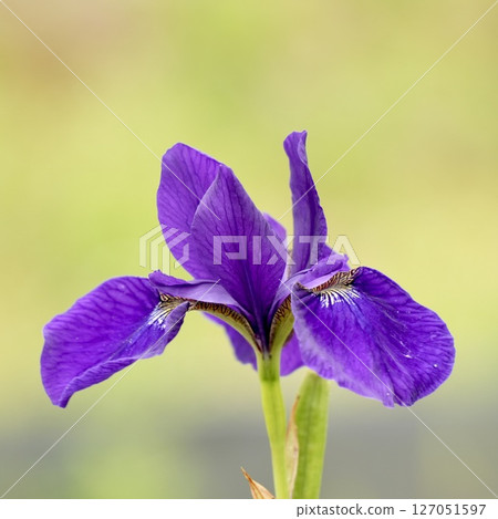 Beautiful purple flowers blooming in early summer Beautiful purple flowers blooming in early summer 127051597
