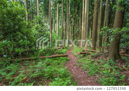 穿過森林的小徑：滋賀縣長濱市 Shizugatake 登山步道 127051598
