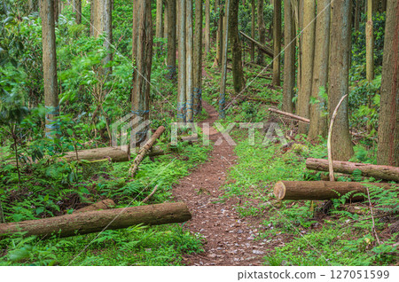 A path through the forest: Shizugatake Hiking Trail, Nagahama City, Shiga Prefecture 127051599