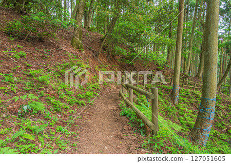 A path through the forest: Shizugatake Hiking Trail, Nagahama City, Shiga Prefecture 127051605