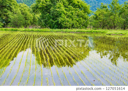 滋賀縣長濱市與五町湖北地區的稻田風光 滋賀縣長濱市與五町湖北地區的稻田風光 127051614