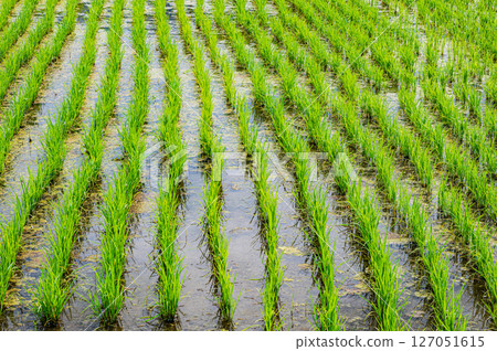 Rice field scenery in the Kohoku region, Yogo-cho, Nagahama City, Shiga Prefecture Rice field scenery in the Kohoku region, Yogo-cho, Nagahama City, Shiga Prefecture 127051615