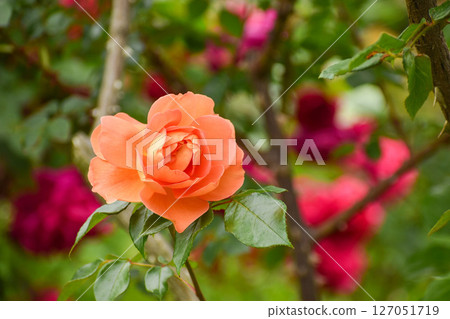 Orange spring roses 127051719
