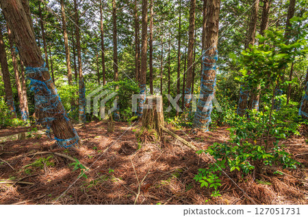Forest scenery in the Kohoku region, Nagahama City, Shiga Prefecture 127051731