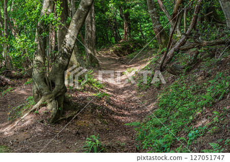滋賀縣長濱市東北地區的山林風光,Shizugatake 登山道 滋賀縣長濱市東北地區的山林風光,Shizugatake 登山道 127051747