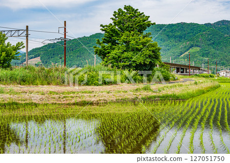 Yogo Station on the Hokuriku Main Line and rice fields in Yogo Town, Nagahama City, Shiga Prefecture Yogo Station on the Hokuriku Main Line and rice fields in Yogo Town, Nagahama City, Shiga Prefecture 127051750