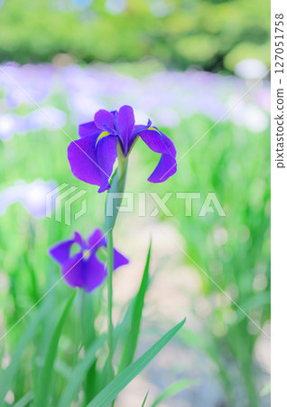 Early summer landscape with blooming irises 127051758