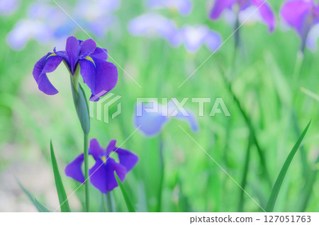 Early summer landscape with blooming irises 127051763