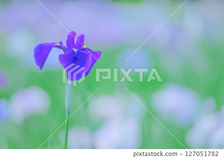 Early summer landscape with blooming irises Early summer landscape with blooming irises 127051782