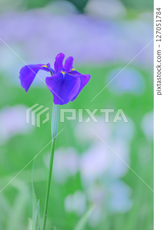 Early summer landscape with blooming irises Early summer landscape with blooming irises 127051784