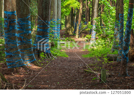 Mountain forest scenery in the Kohoku region, Shizugatake hiking trail, Nagahama city, Shiga prefecture 127051800