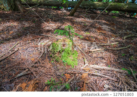 江北地區的森林風光:滋賀縣長濱市,新長出的杉樹嫩芽 江北地區的森林風光:滋賀縣長濱市,新長出的杉樹嫩芽 127051803