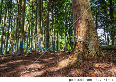 滋賀縣長濱市湖北地區的針葉林 滋賀縣長濱市湖北地區的針葉林 127051804