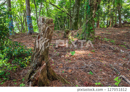 滋賀縣長濱市湖北地區的森林風光 滋賀縣長濱市湖北地區的森林風光 127051812