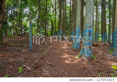 滋賀縣長濱市東北地區的針葉林、Shizugatake 登山道 滋賀縣長濱市東北地區的針葉林、Shizugatake 登山道 127051813