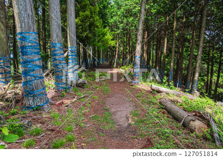 滋賀縣長濱市東北地區的針葉林、Shizugatake 登山道 127051814