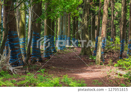 滋賀縣長濱市東北地區的針葉林、Shizugatake 登山道 127051815