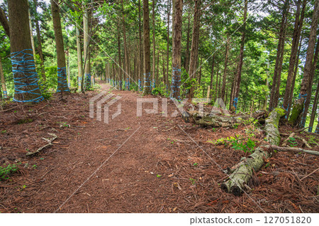 Coniferous forests in the Kohoku region, Shizugatake hiking trail, Nagahama city, Shiga prefecture 127051820