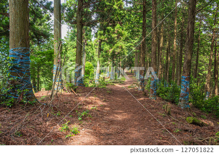 滋賀縣長濱市東北地區的針葉林、Shizugatake 登山道 滋賀縣長濱市東北地區的針葉林、Shizugatake 登山道 127051822