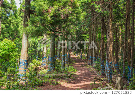 滋賀縣長濱市東北地區的針葉林、Shizugatake 登山道 127051823