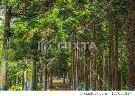 滋賀縣長濱市東北地區的針葉林、Shizugatake 登山道 127051824