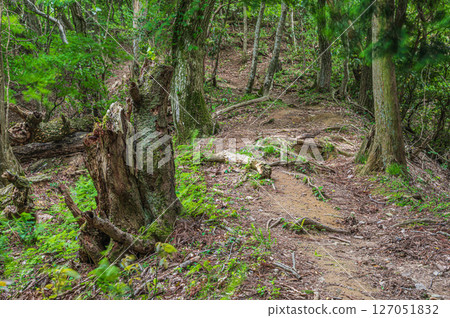 滋賀縣長濱市東北地區的山林風光，Shizugatake 登山道 127051832