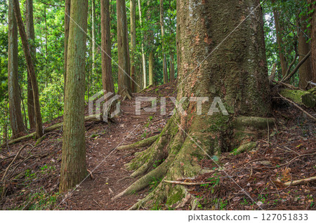 Mountain forest scenery in the Kohoku region, Shizugatake hiking trail, Nagahama city, Shiga prefecture Mountain forest scenery in the Kohoku region, Shizugatake hiking trail, Nagahama city, Shiga prefecture 127051833