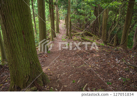 Mountain forest scenery in the Kohoku region, Shizugatake hiking trail, Nagahama city, Shiga prefecture Mountain forest scenery in the Kohoku region, Shizugatake hiking trail, Nagahama city, Shiga prefecture 127051834