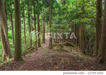 Mountain forest scenery in the Kohoku region, Shizugatake hiking trail, Nagahama city, Shiga prefecture Mountain forest scenery in the Kohoku region, Shizugatake hiking trail, Nagahama city, Shiga prefecture 127051835