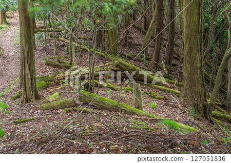 A landscape with fallen trees in the forests of the Kohoku region, Nagahama City, Shiga Prefecture 127051836