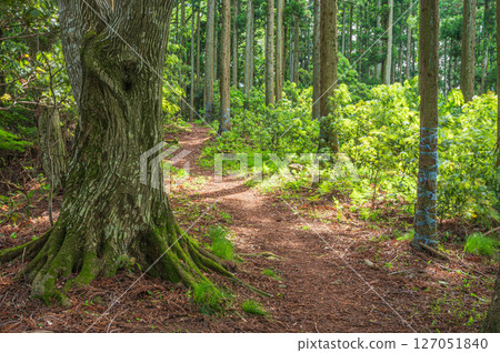 滋賀縣長濱市東北地區的山林風光，Shizugatake 登山道 127051840