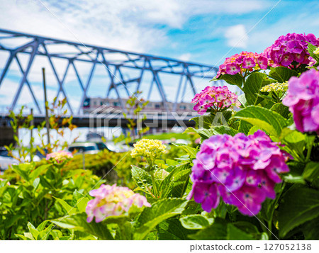 初夏六月，小岩江戶川河畔的新綠與繡球花，以及京成本線鐵路橋 127052138
