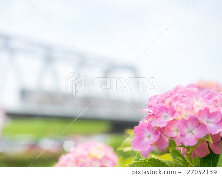 初夏六月,小岩江戶川河畔的新綠與繡球花,以及京成本線鐵路橋 初夏六月,小岩江戶川河畔的新綠與繡球花,以及京成本線鐵路橋 127052139