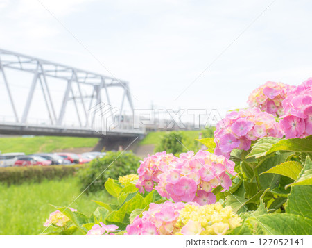 Fresh greenery and hydrangeas on the Koiwa Edogawa riverbank in early summer June, and the Keisei Main Line railway bridge 127052141