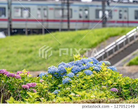 Fresh greenery and hydrangeas on the Koiwa Edogawa riverbank in early summer June, and the Keisei Main Line railway bridge 127052149
