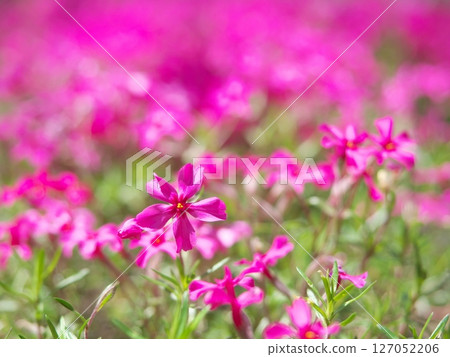 Shibazakura盛開 127052206