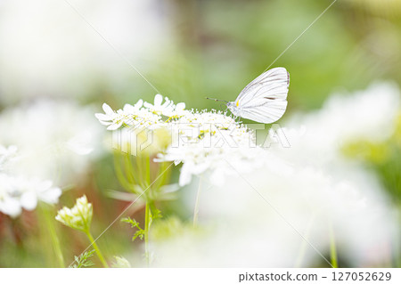 A striped white butterfly approaching an Orlaya 127052629