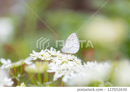 A striped white butterfly approaching an Orlaya 127052630