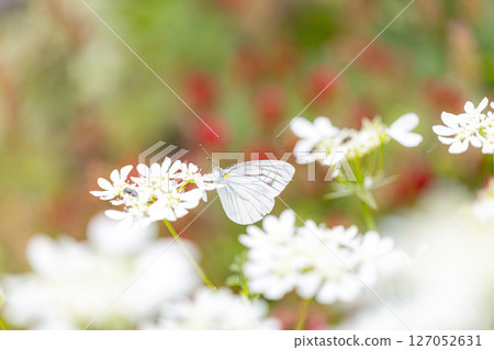 一隻條紋白蝴蝶接近一隻 Orlaya 一隻條紋白蝴蝶接近一隻 Orlaya 127052631