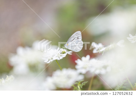 A striped white butterfly approaching an Orlaya 127052632